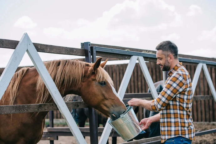 CBD Öl für Pferde und die richtige Dosierung