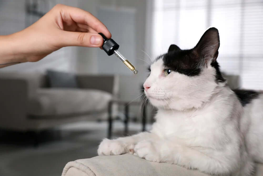 CBD Öl und die richtige Dosierung für Katzen