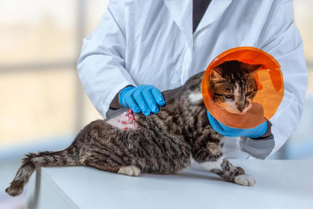CBD Öl für Katzen mit Tumor – Erfahrungen und Studien