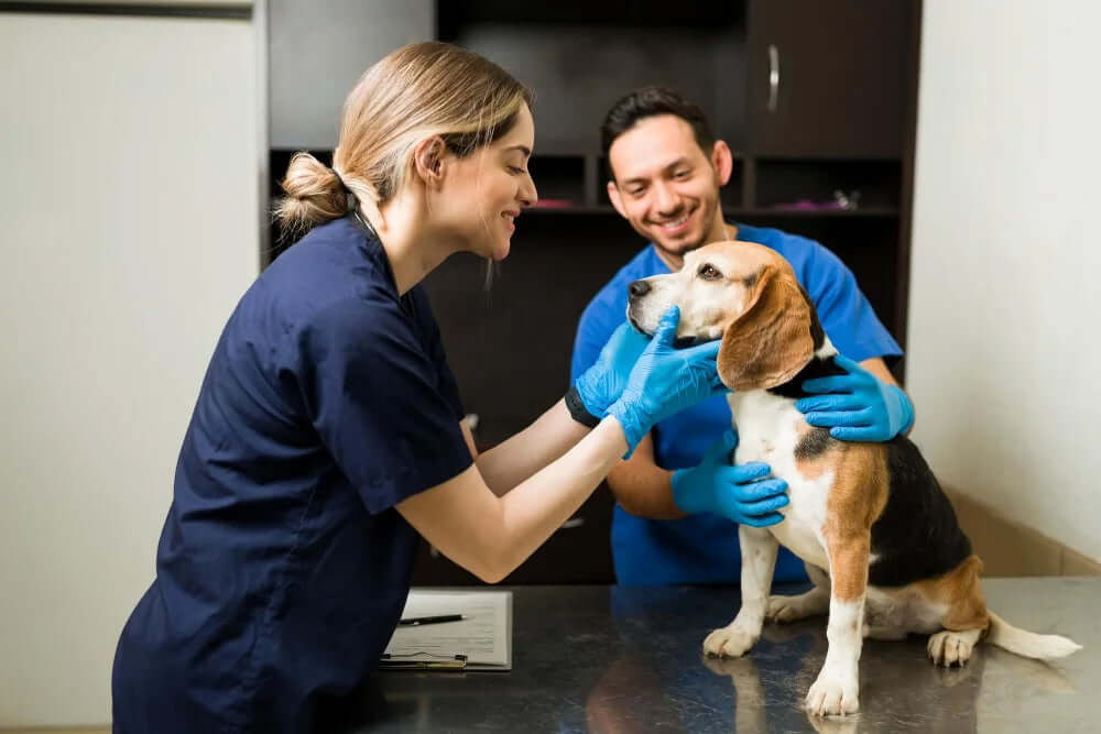 Gabapentin für den Hund – Erfahrungen, Dosierung und Nebenwirkungen