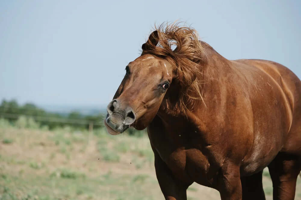Wie CBD Öl Pferden mit Headshaking Syndrom helfen kann