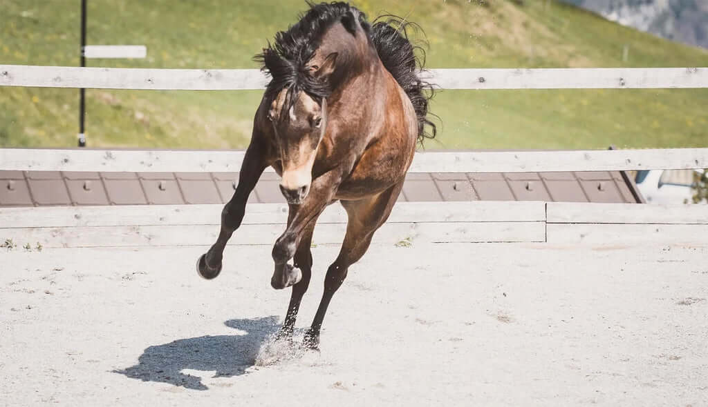 Pferd buckelt – Ursachen und was Du tun kannst