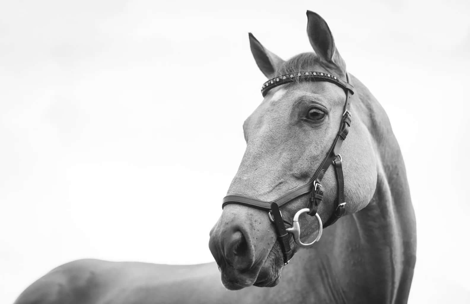 Wie CBD Öl Pferden mit Shivering Syndrom helfen kann