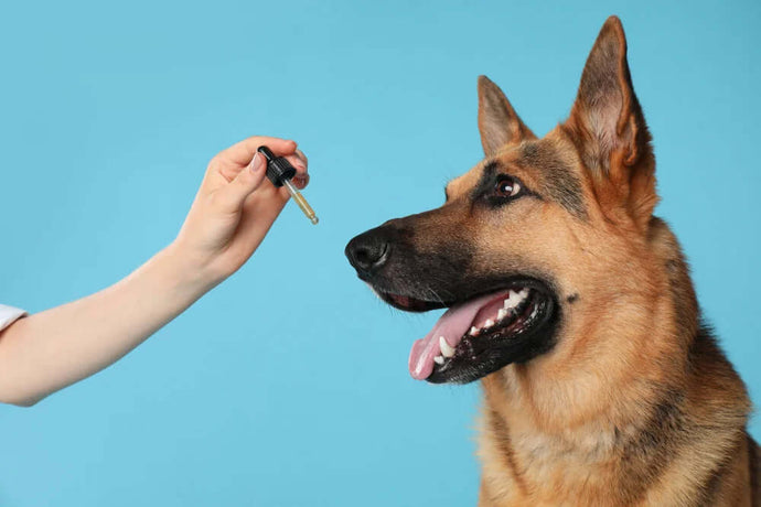 CBD Öl Dosierung für den Hund - individuelle Berechnung