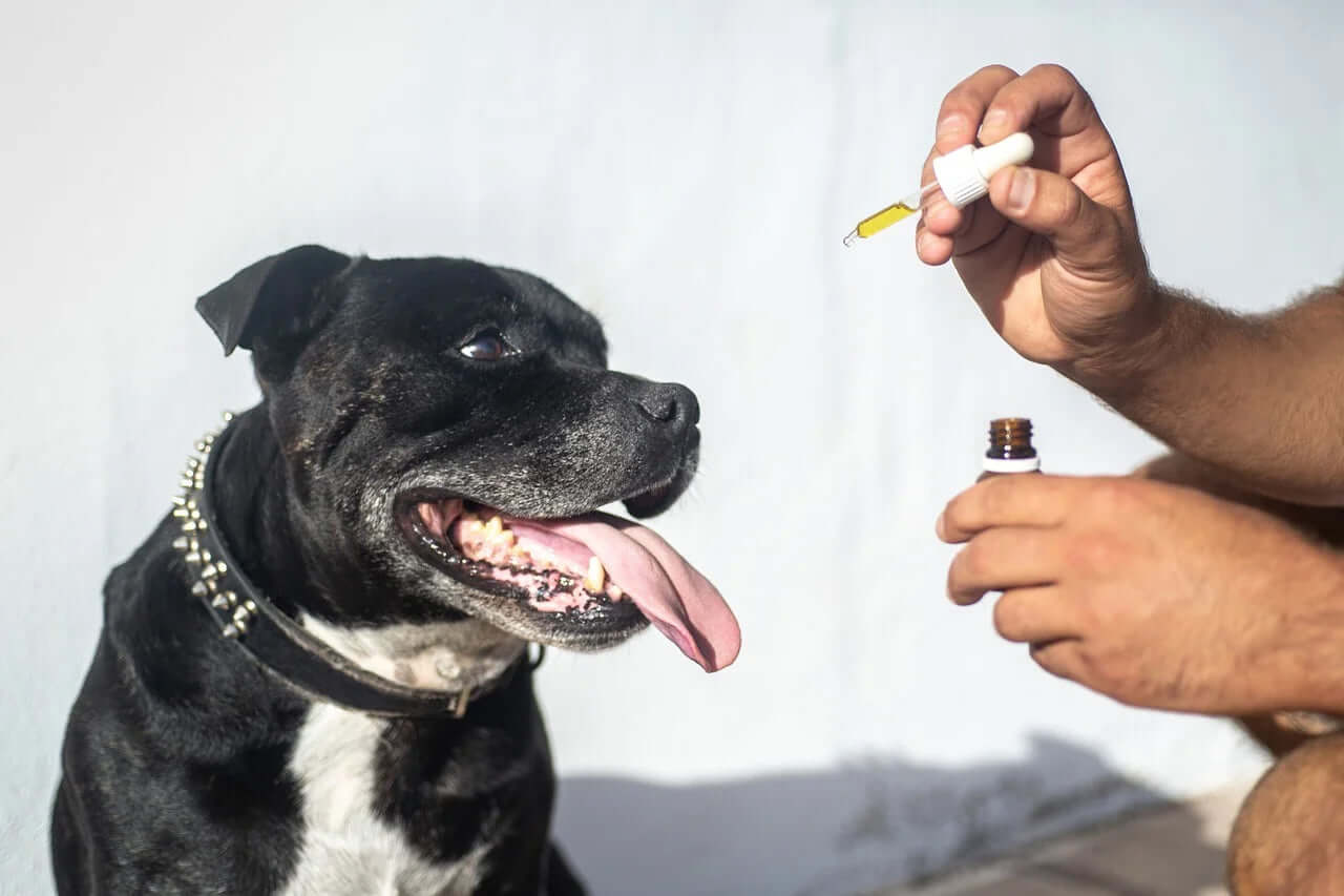 CBD Öl für Hunde mit Arthrose und Gelenkschmerzen