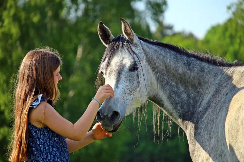 Wie CBD Öl dein Pferd beruhigen kann