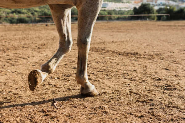 Karpalgelenk beim Pferd – Anatomie und Behandlung bei Entzündungen und Arthrose