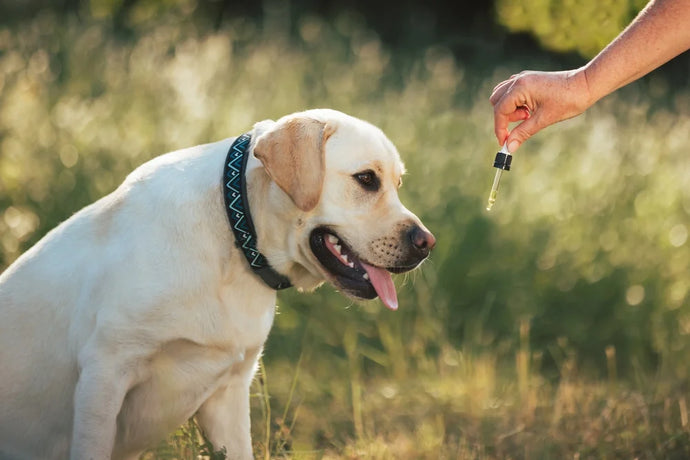 5 Vorteile von CBD Öl für Hunde mit Krebs
