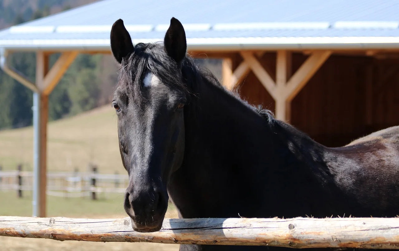 Antidepressiva für Pferde – der ultimative Ratgeber