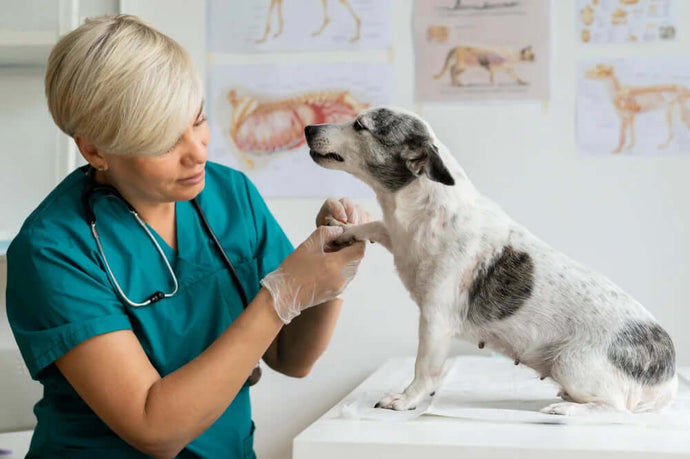 Librela für den Hund – Erfahrungen, Nebenwirkungen & Kosten