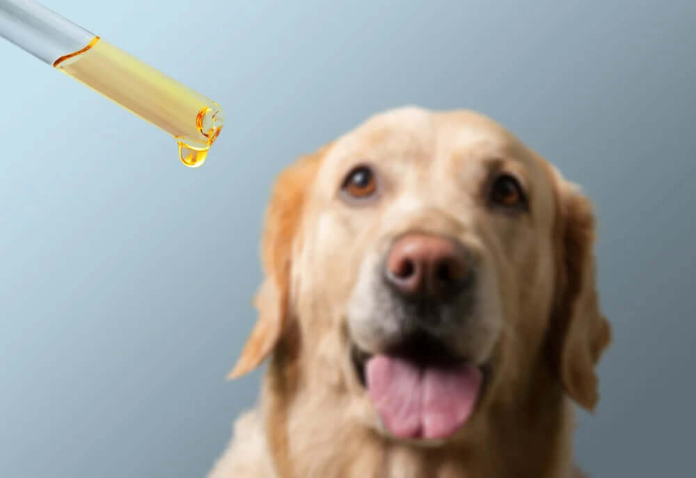 CBD Öl für den Hund – Nebenwirkungen und Wechselwirkungen