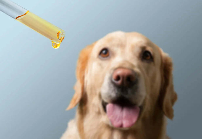 CBD Öl für den Hund – Nebenwirkungen und Wechselwirkungen