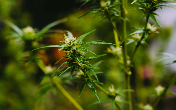 Cannabis Terpene – Wirkung und Anwendungsbereiche