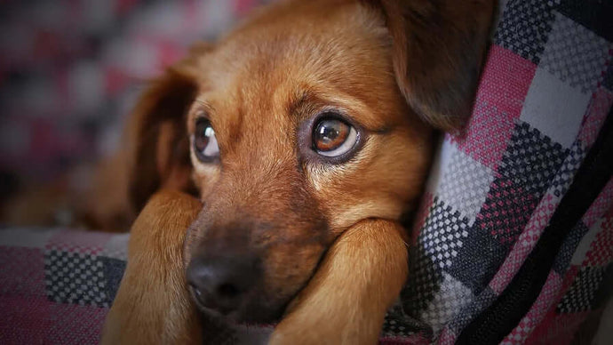 CBD Öl für Hunde gegen Angst und Unruhe – Erfahrungen und Studien