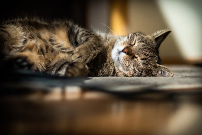 Warum CBD Öl deine ängstliche Katze entspannt