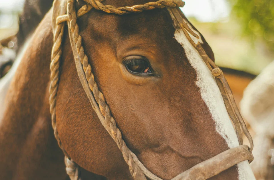 Wie gut hilft CBD Öl Pferden mit Schmerzen?