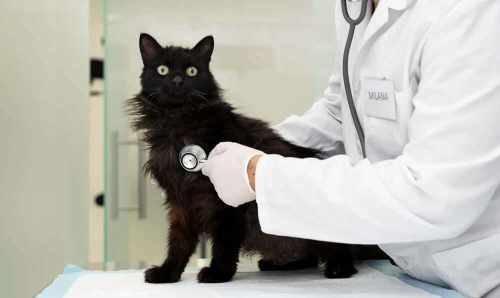 Wie Du den Blutdruck deiner Katze natürlich senken kannst
