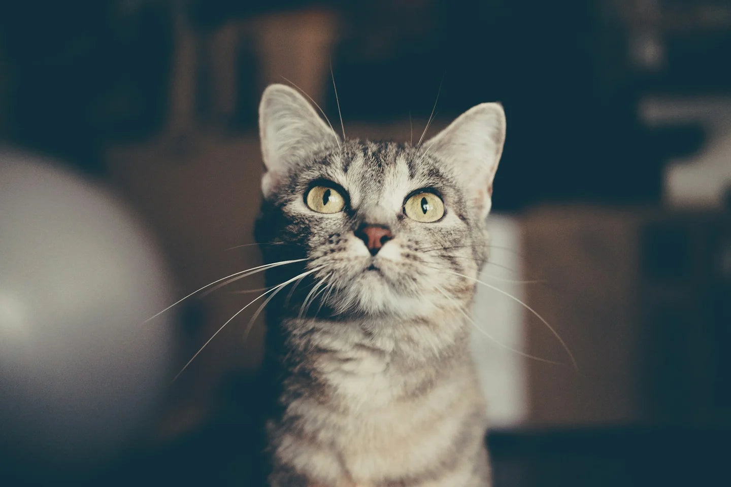 Hilft CBD Öl bei Katzen, die viel markieren?